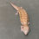 Thumbnail: Northern Blue Tongue Skink (ID: 25O1)