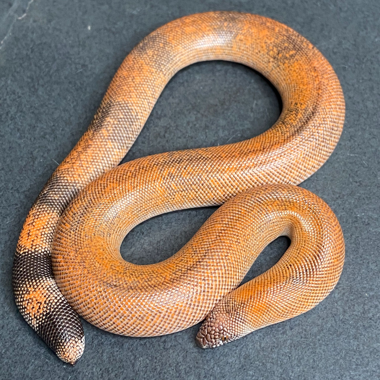 Indian Sand Boa (Male - ID: 25CD1M)