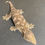 Thumbnail: Nuu Ana Leachianus Gecko (Female ID: 23GW1F)