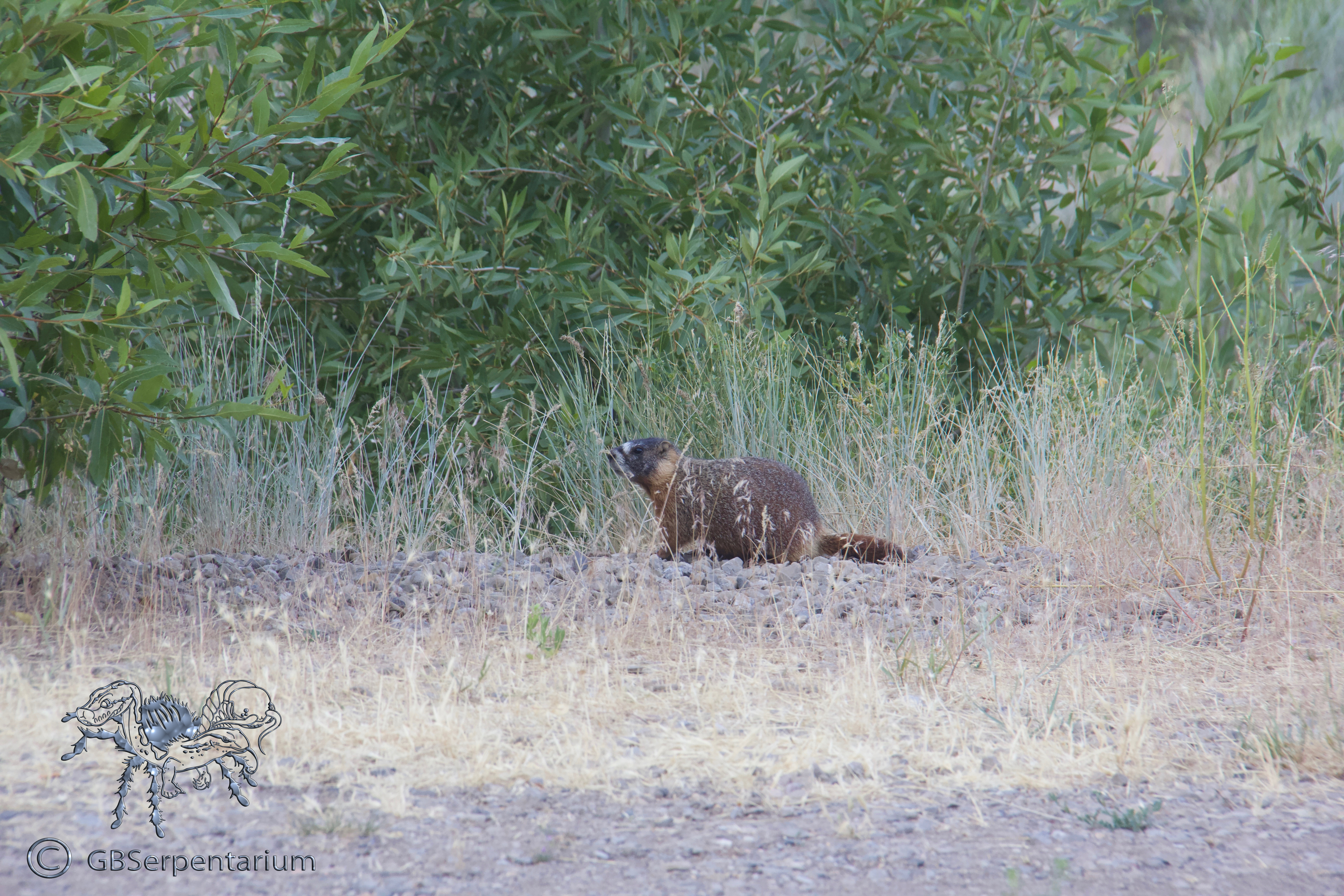 Marmota flaviventris