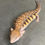 Thumbnail: Northern Blue Tongue Skink (ID: 25S10)