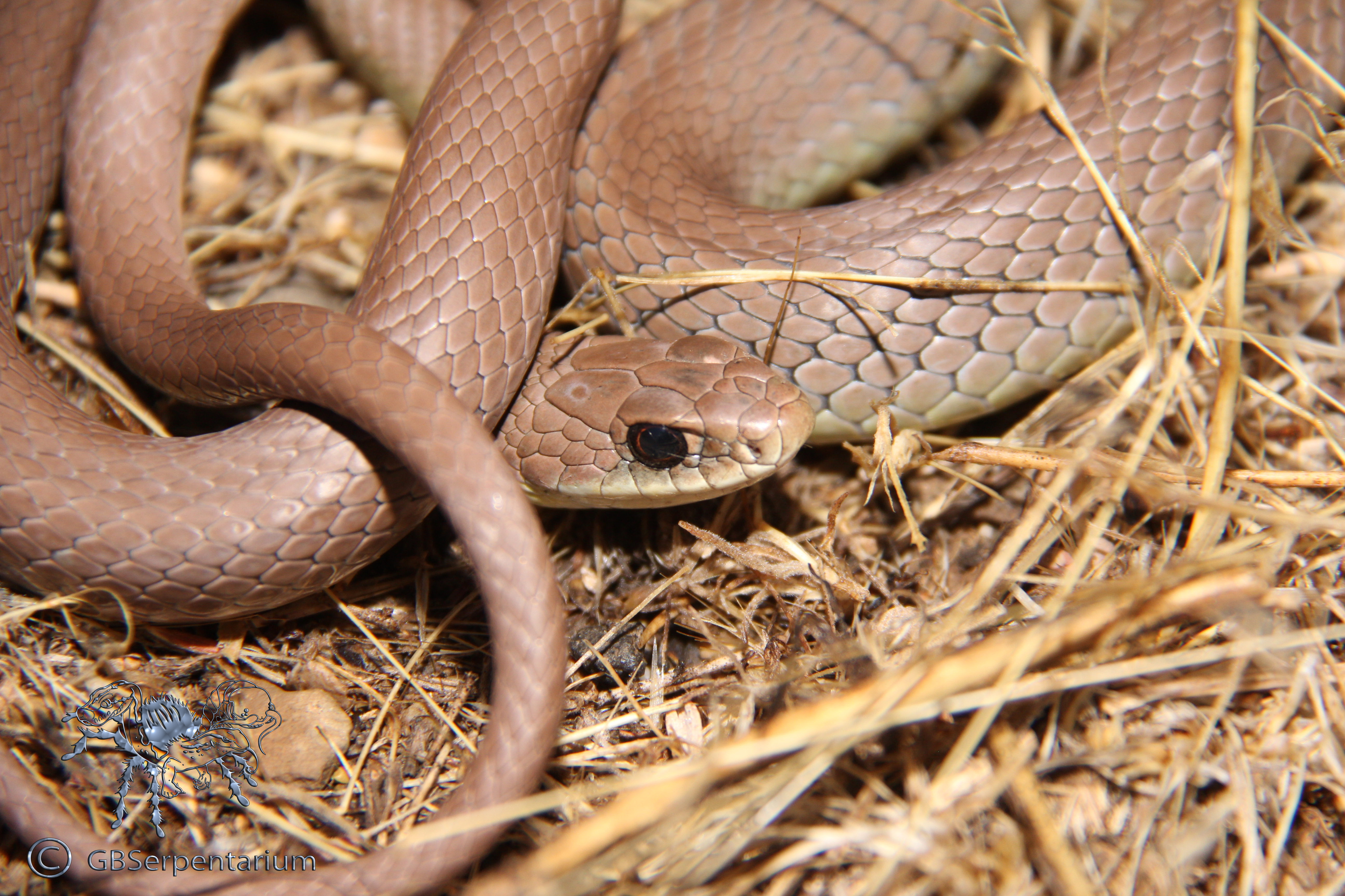 Coluber constrictor mormon