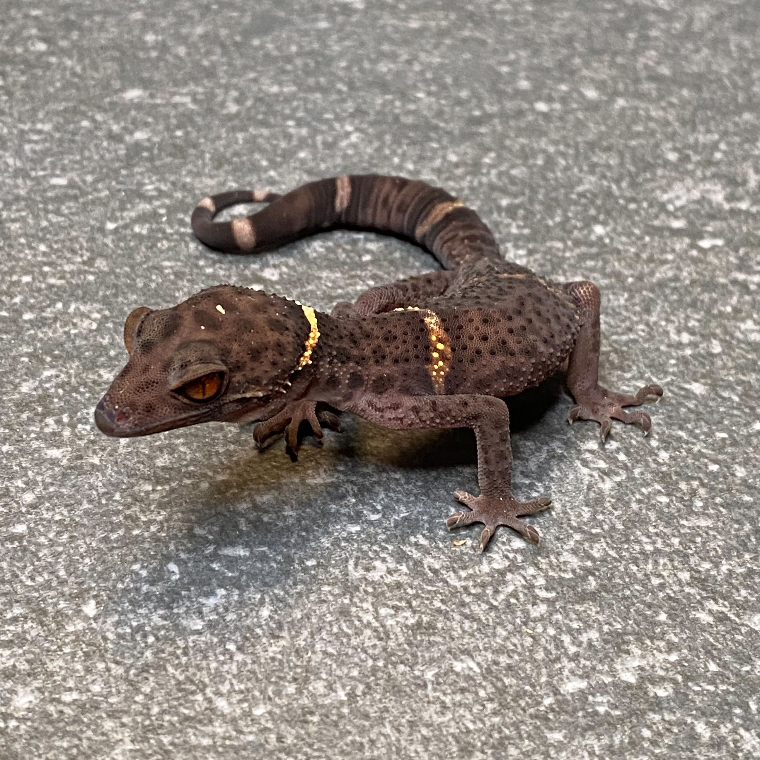 Lichtenfelder's Cave Gecko (Female ID: 24GR2F)