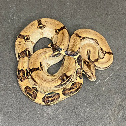 Peruvian long-tail boa (B. c. longicauda - Male ID: 25DS11M) For