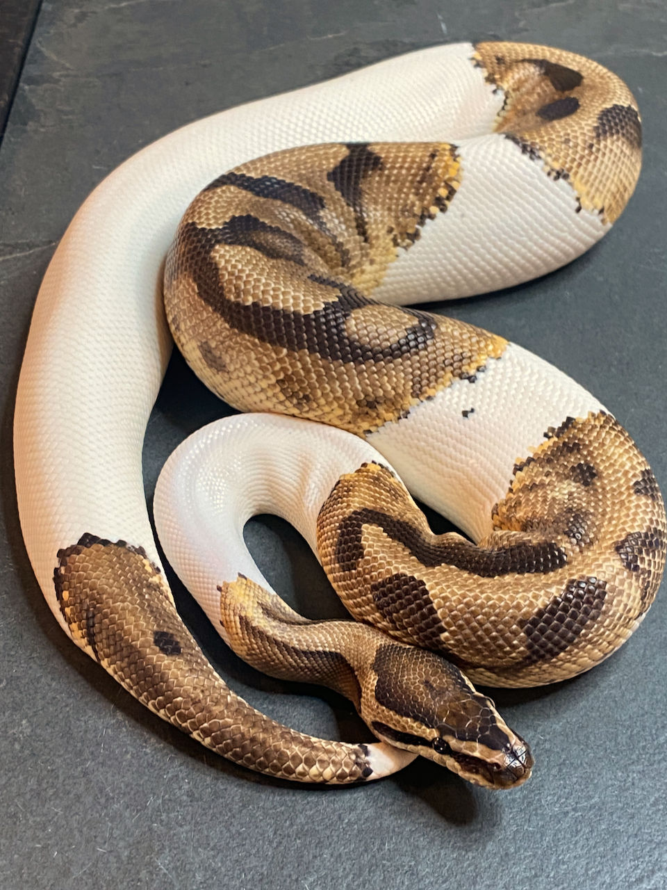 Pied Ball Python (Adult Male ID: 19ES8M) - Proven Breeder