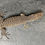 Thumbnail: Captive Bred Blue Spot Timor Monitor (V. auffenbergi ID: 25BE1)