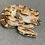 Thumbnail: Peruvian long-tail boa (B. c. longicauda - Female ID: 25DS3F)