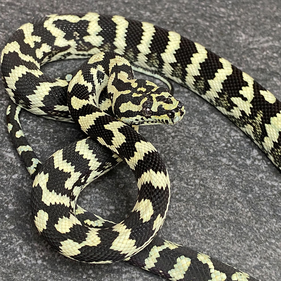 Thumbnail: Jungle Carpet Python (Female - ID: 25CJ10F)
