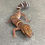 Thumbnail: Bawangling Cave Gecko (Female ID: 24S2F)