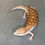 Thumbnail: Northern Blue Tongue Skink (ID: 25AE2)