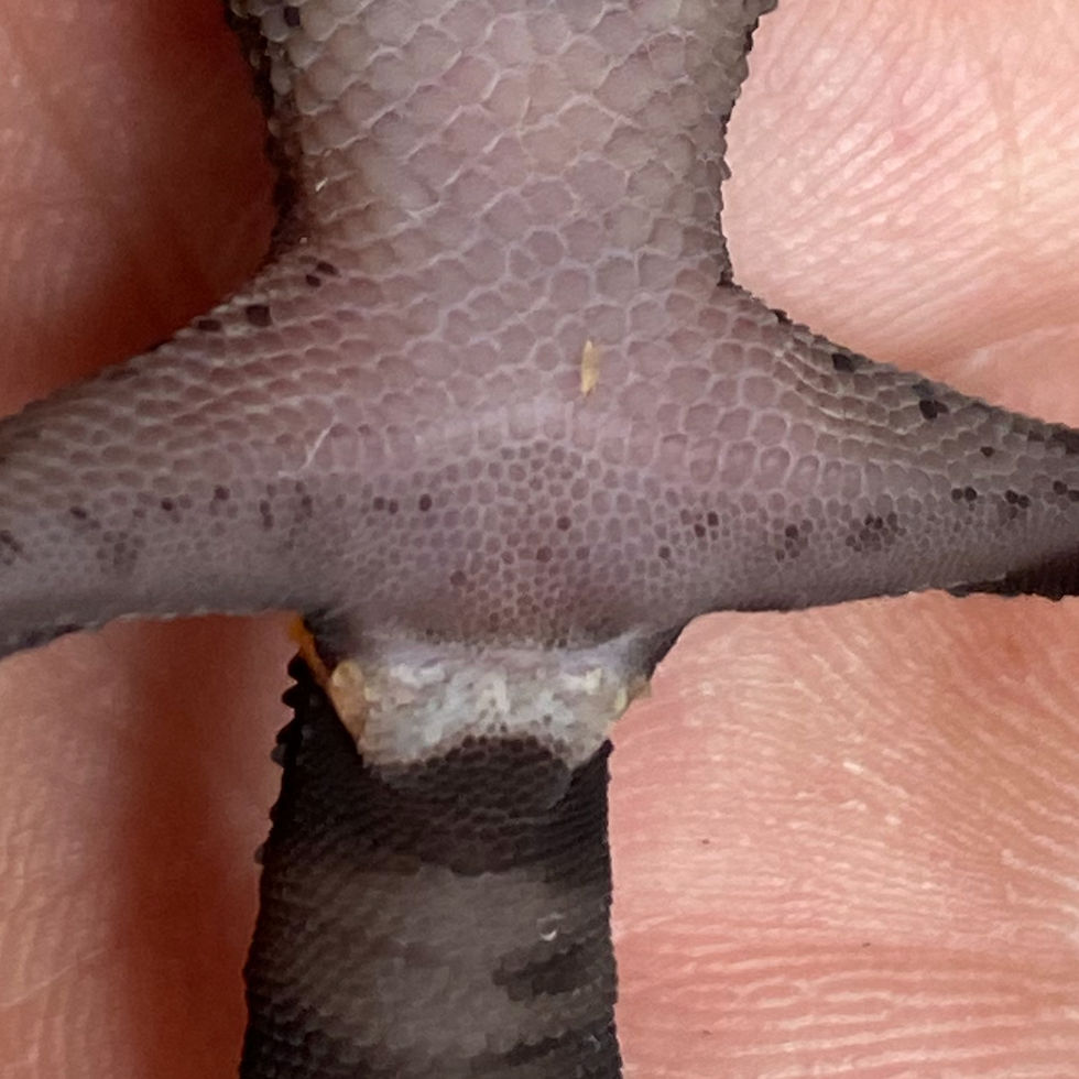 Thumbnail: Chinese Cave Gecko (ID: 25AR2)