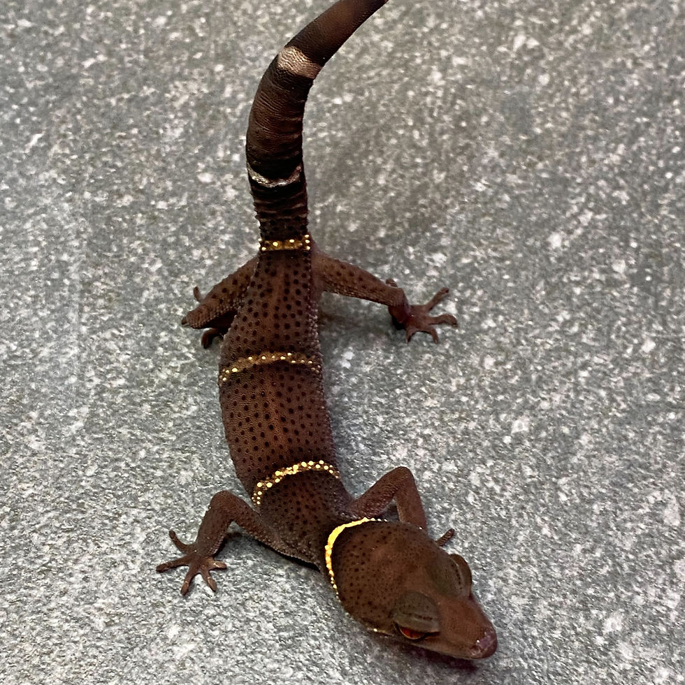 Thumbnail: Lichtenfelder's Cave Gecko (Female ID: 24IP2F)*