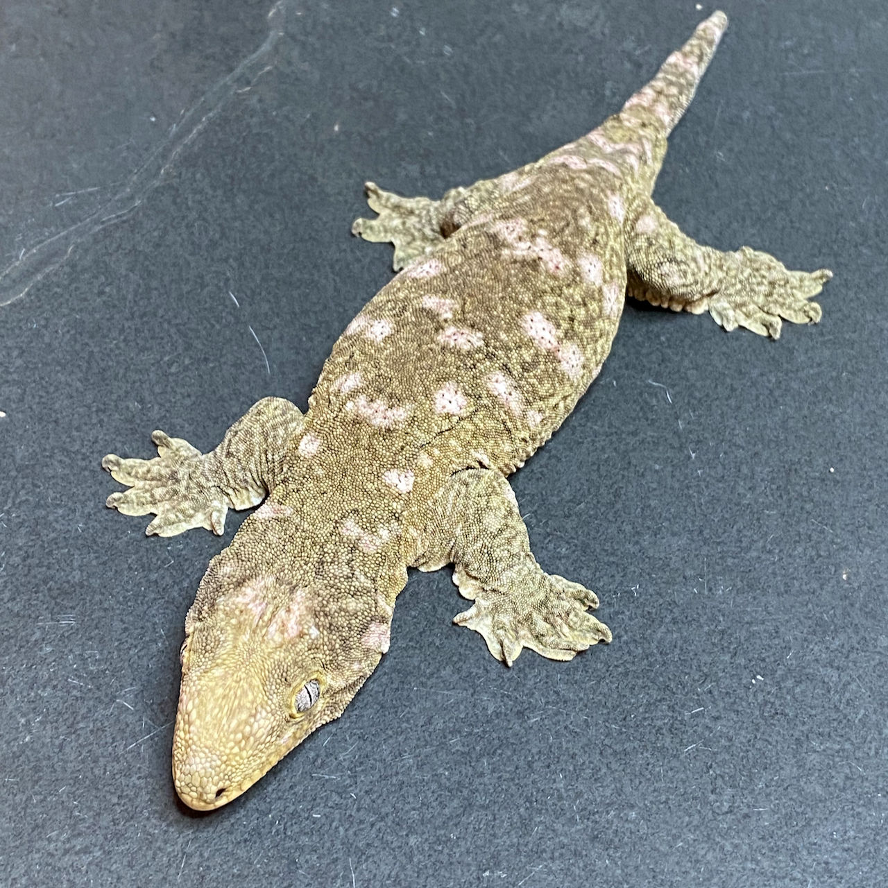 Moro Leachianus Gecko (Female ID: 23HN2F)