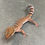 Thumbnail: Bawangling Cave Gecko (Male - ID: 24IH1M)