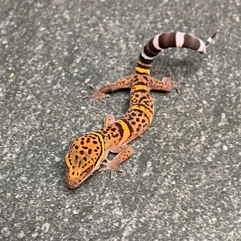 Thumbnail: Bawangling Cave Gecko (Male ID: 25L2M)