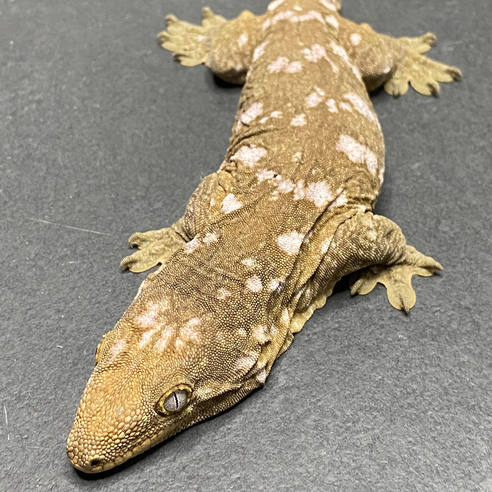 Thumbnail: Nuu Ana Leachianus Gecko (Female ID: 23ER2F)