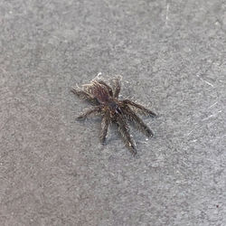 Ornithoctinus aureotibialis (2nd Instar)