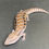 Thumbnail: Northern Blue Tongue Skink (ID: 25T12)