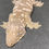 Thumbnail: Moro Leachianus Gecko (Female ID: 23GI1F)
