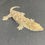 Thumbnail: Moro Leachianus Gecko (Female ID: 23IN2F)