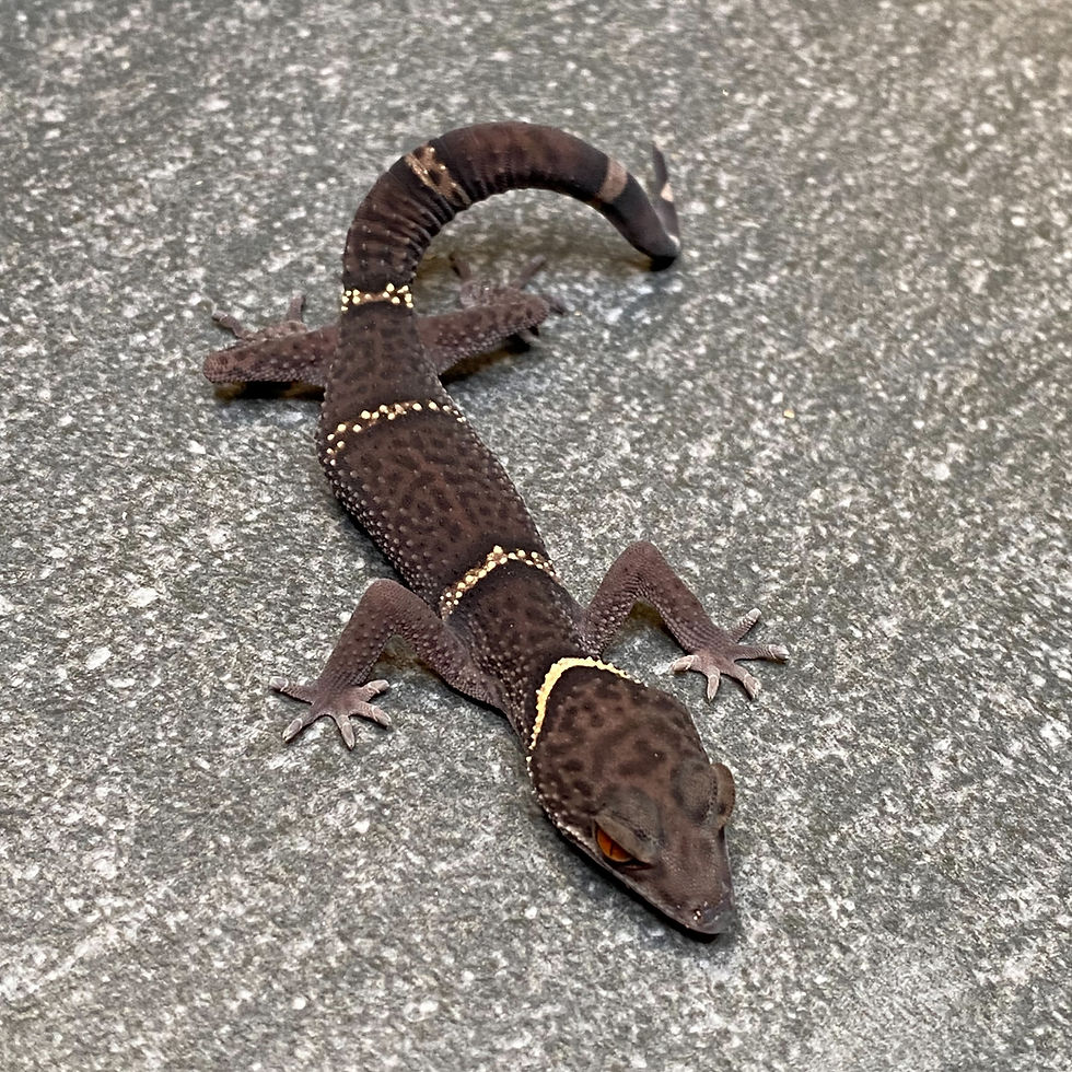 Thumbnail: Lichtenfelder's Cave Gecko (Female ID: 24GR1F)*