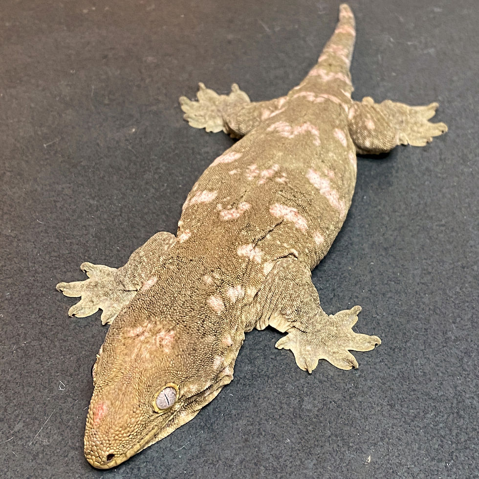 Thumbnail: Nuu Ana Leachianus Gecko (Female ID: 23IZ2F)