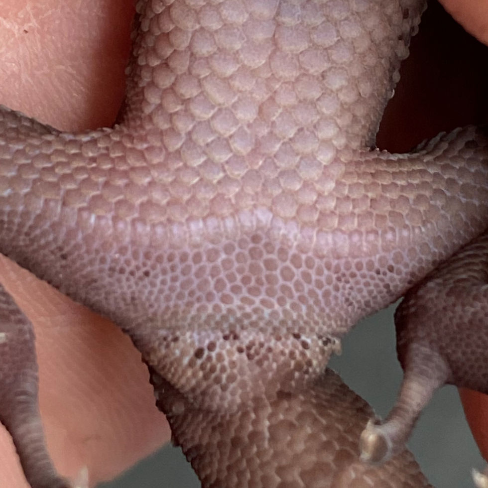 Thumbnail: Chinese Cave Gecko (Female ID: 24FY1F)