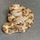 Thumbnail: Peruvian long-tail boa (B. c. longicauda - Male ID: 25DS8M)