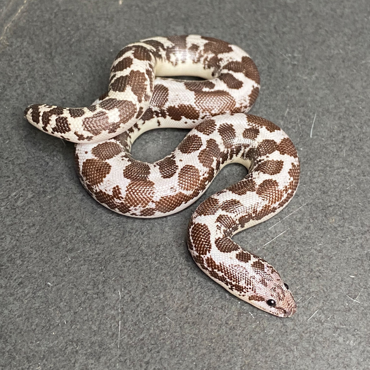 Anery Kenyan Sand Boa (Female - ID: 24IZ10F)