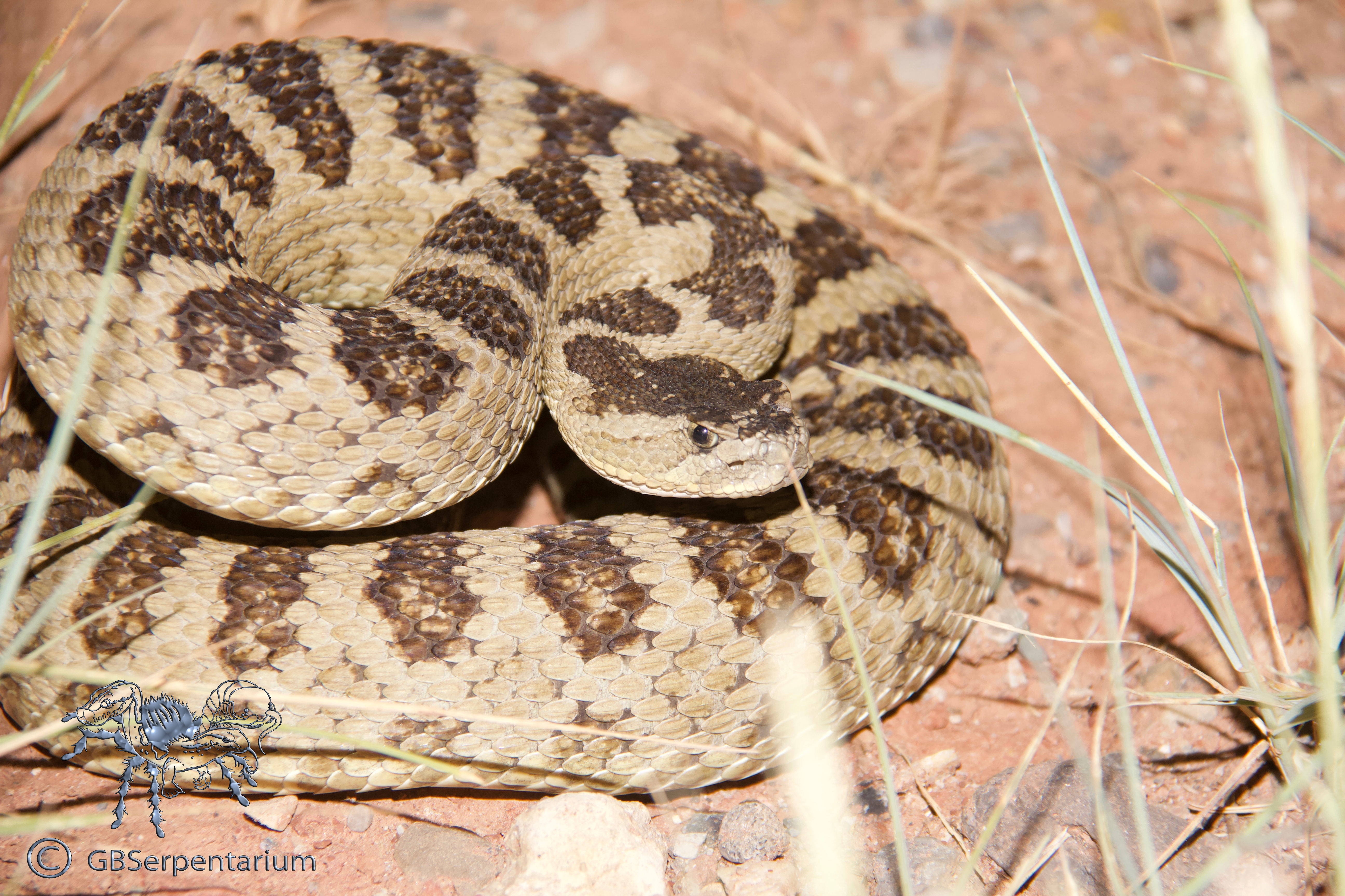 Crotalus oreganus lutosus