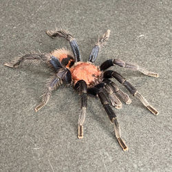 Davus pentaloris (Ultimate male)