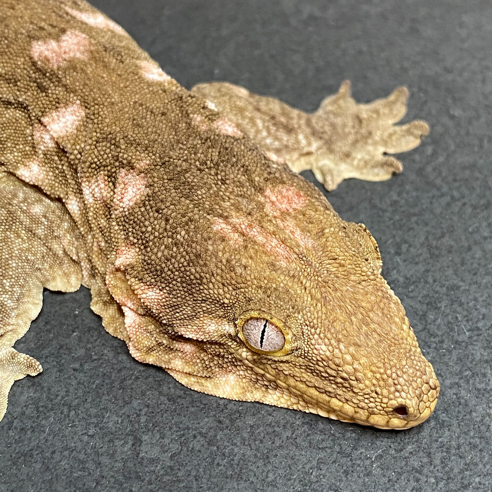Thumbnail: Nuu Ana Leachianus Gecko (Female ID: 23IZ1F)