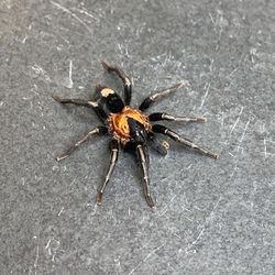 Cyriocosmus elegans (Ultimate Male)