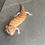 Thumbnail: Northern Blue Tongue Skink (ID: 25AE3)