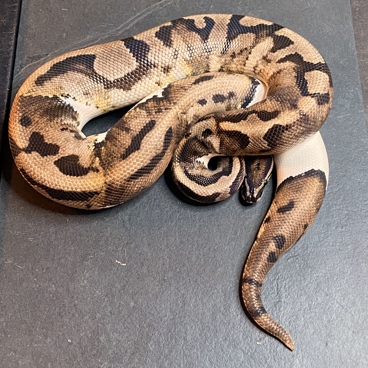 Pied Ball Python (Male - ID: 21FR3M)