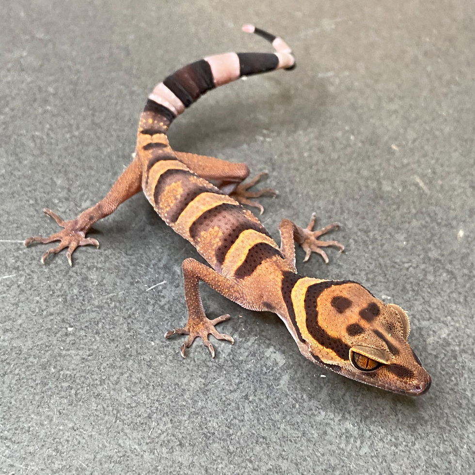 Vietnamese Cave Gecko (Goniurosaurus araneus - Male ID: 24FR1M)