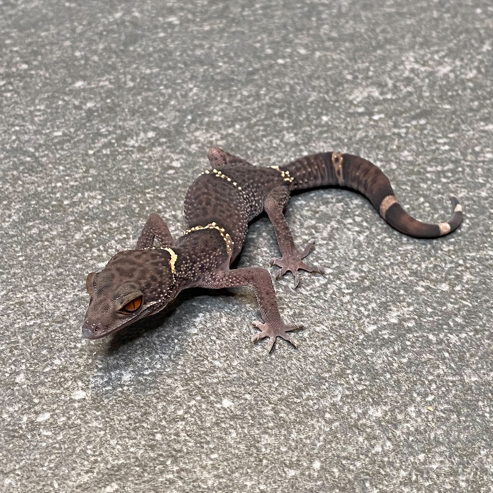Thumbnail: Lichtenfelder's Cave Gecko (Female ID: 24GR1F)*