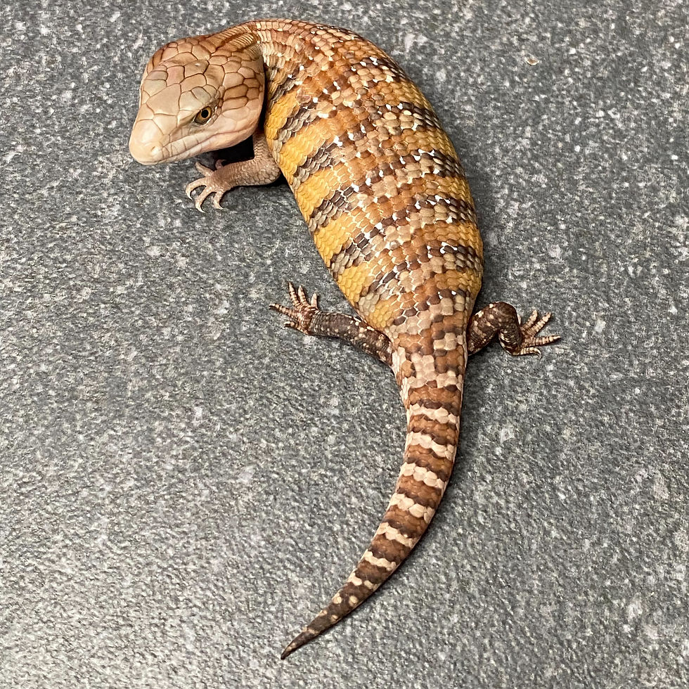 Thumbnail: Northern Blue Tongue Skink (ID:26AQ8)