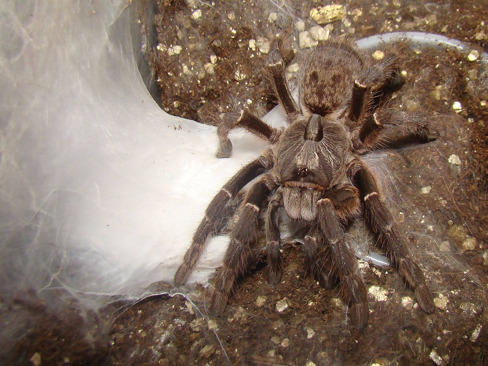 Thumbnail: Ceratogyrus darlingi