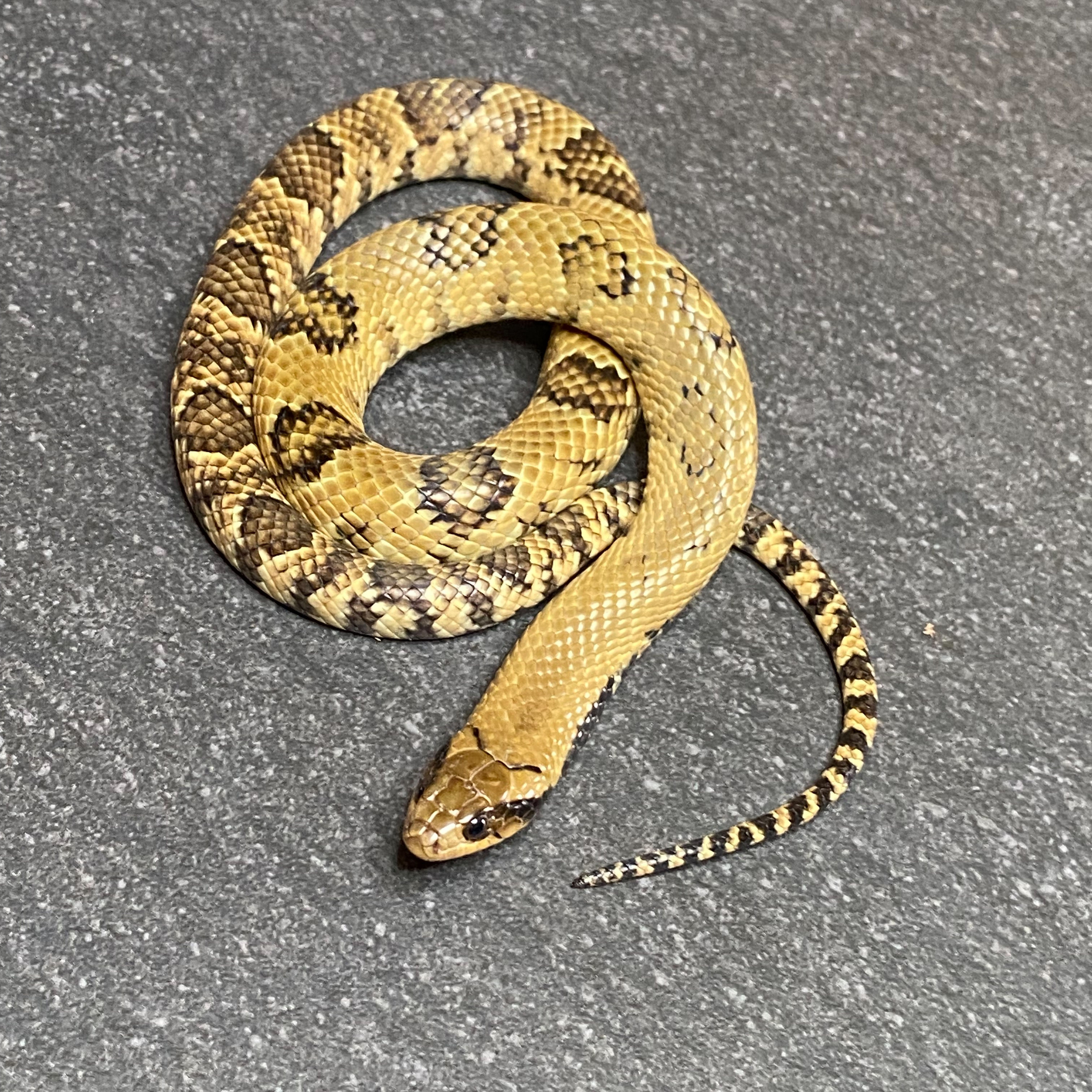 False Water Cobra (Hydrodynastes gigas - Male ID: 25EG4M) - No Utah Sales