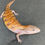 Thumbnail: Northern Blue Tongue Skink (ID: 25AF2)