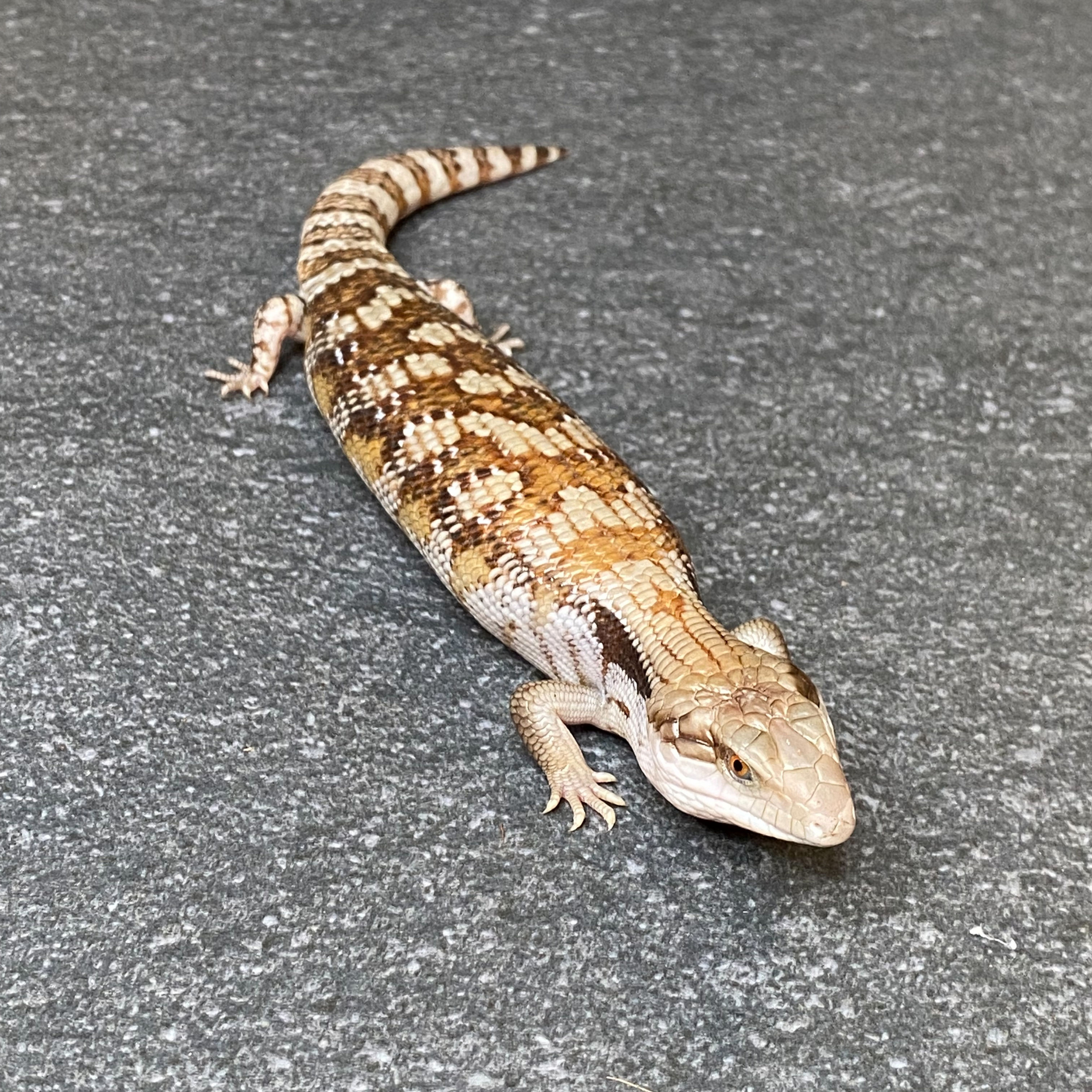 Eastern Blue Tongue Skink (ID:26B3)