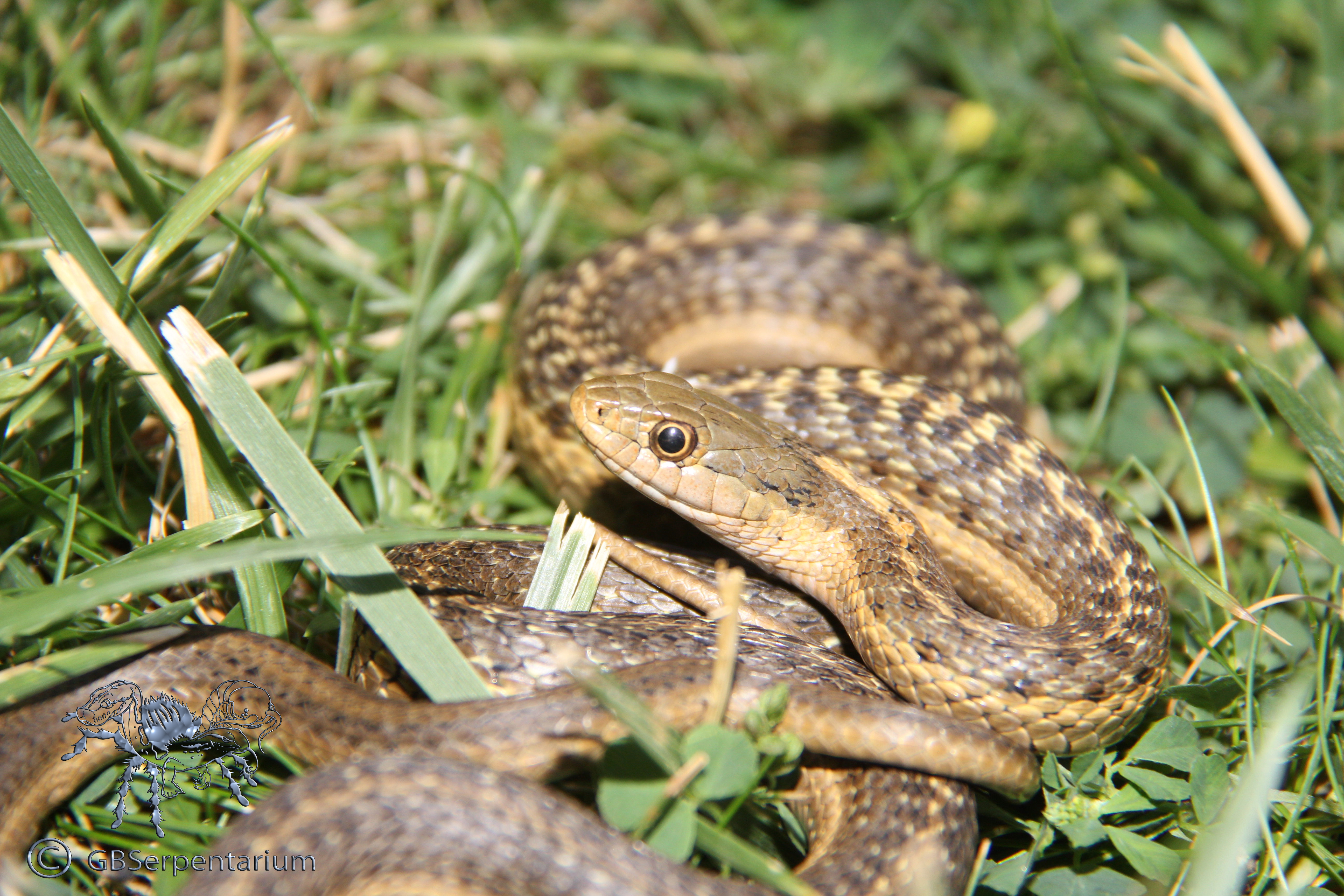 Thamnophis elegans vagrans