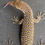 Thumbnail: Captive Bred Peacock Monitor (V. auffenbergi ID: 25BE1A)