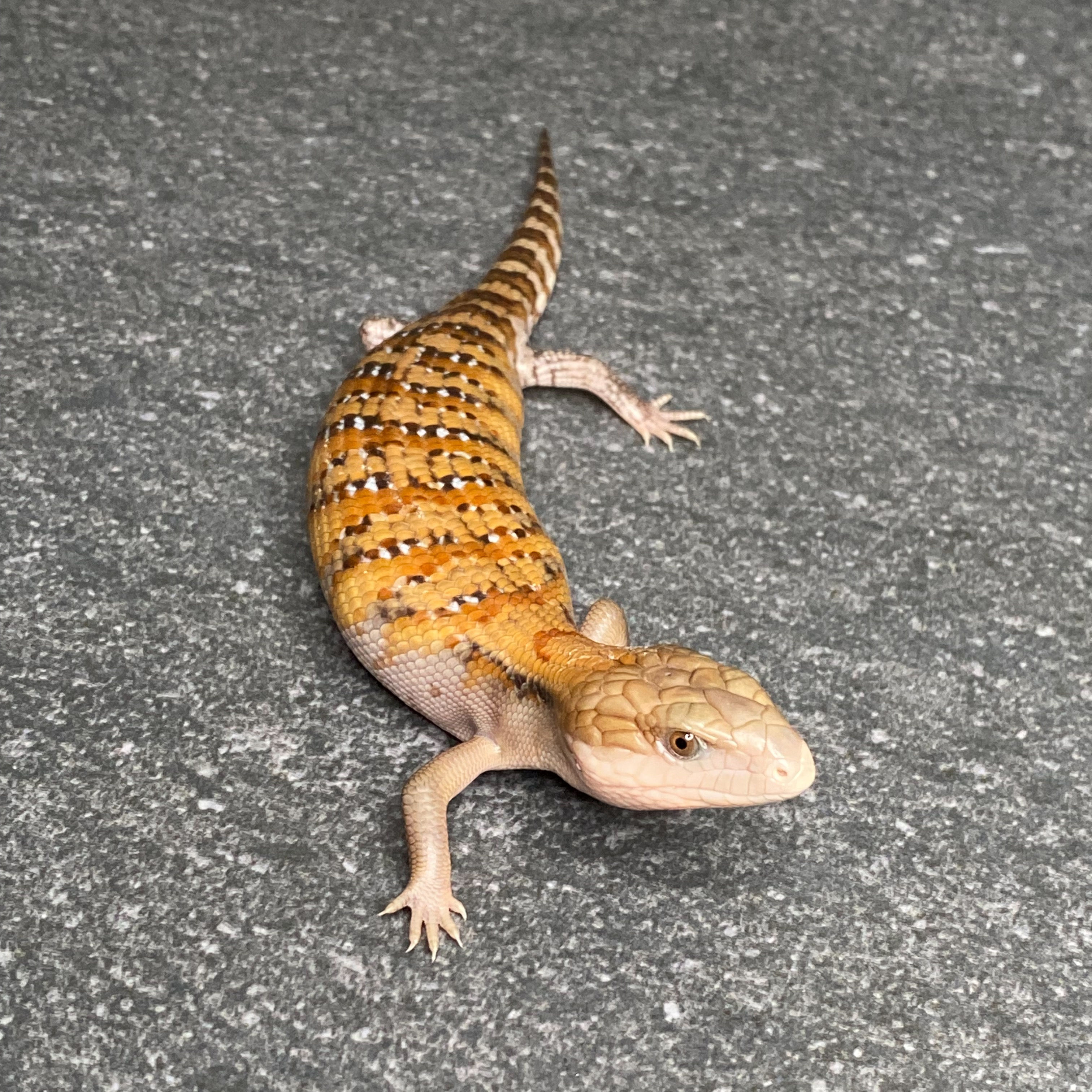 Northern Blue Tongue Skink (ID:26Q2)
