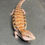 Thumbnail: Northern Blue Tongue Skink (ID: 25AM9)
