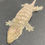 Thumbnail: Moro Leachianus Gecko (Female ID: 24K2F)