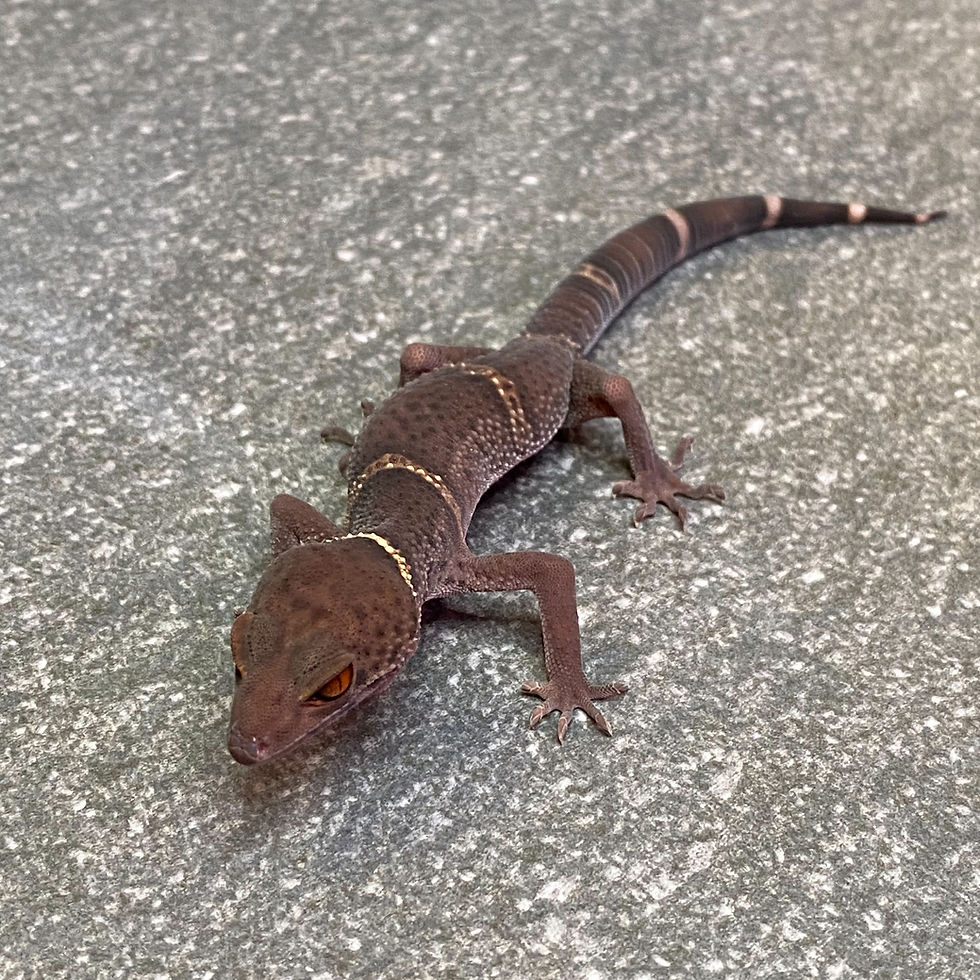 Thumbnail: Lichtenfelder's Cave Gecko (Male ID: 24JU2M)*