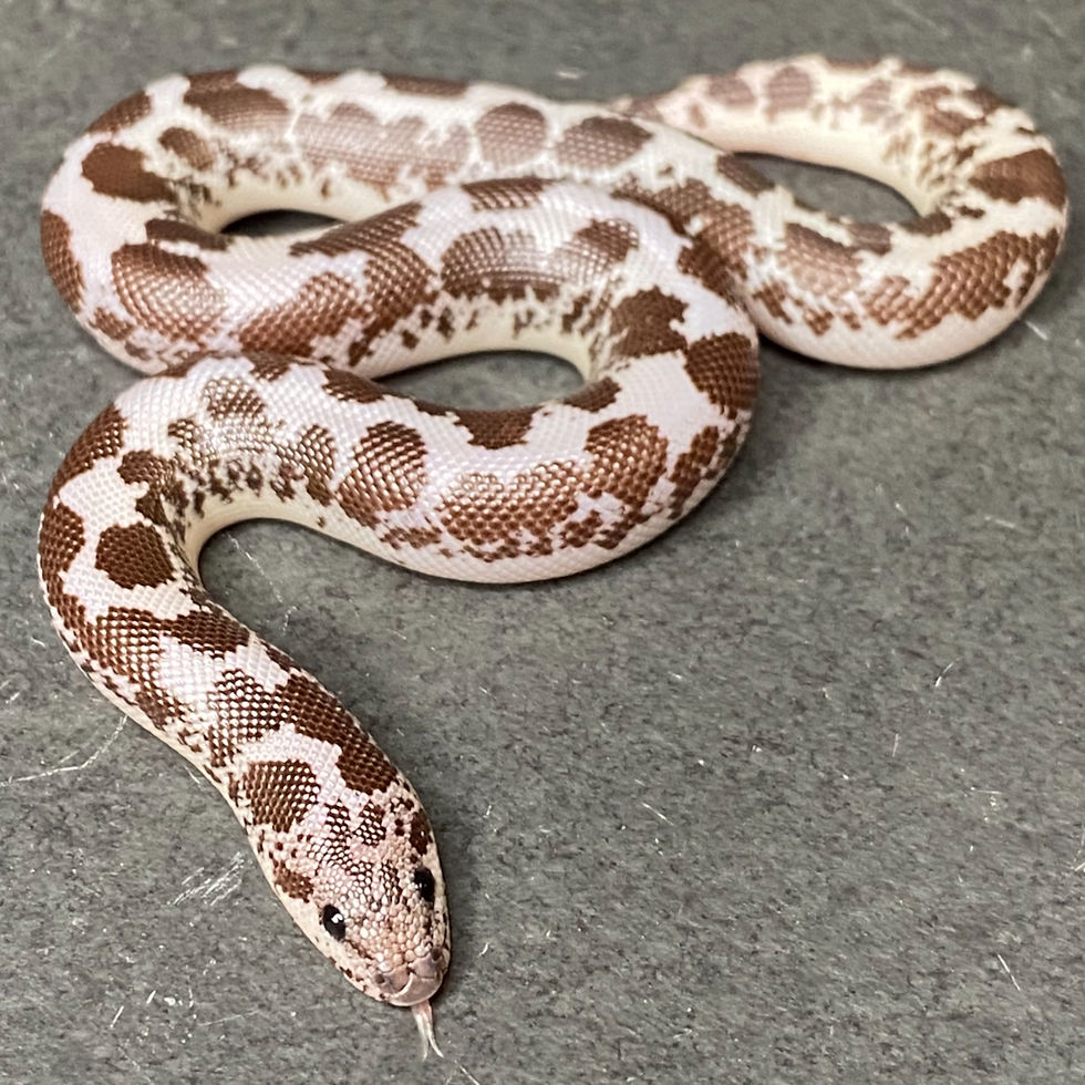 HRP Anery X Anery Kenyan Sand Boa (Female - ID: 23JE4F)
