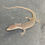 Thumbnail: Captive Bred Blue Spot Timor Monitor (V. auffenbergi ID: 25BE4)